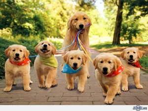 tumblr_static_mom-dog-with-puppies