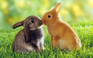 HD-Cute-Animals-rabbits-kissing